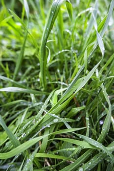 Detail of fresh grass wet by rain in nature