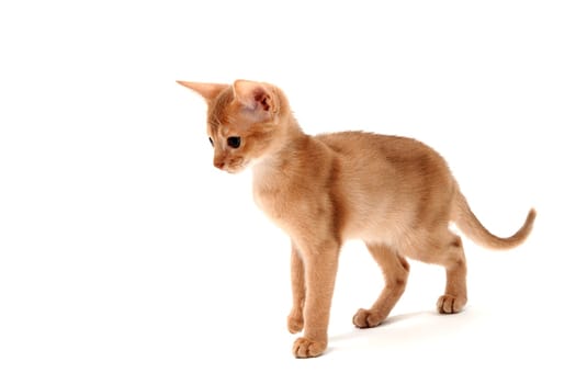 ginger purebred kitten sits on an isolated white background. High quality photo