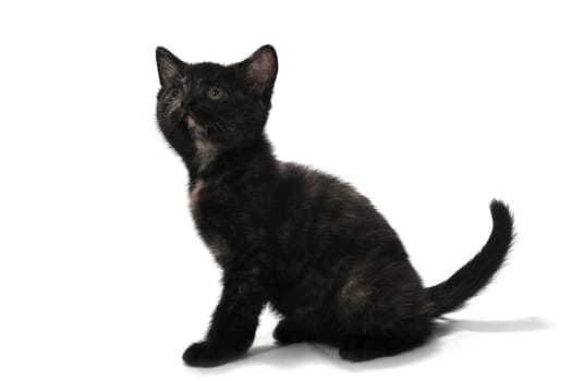 A gray purebred fluffy kitten sits on a white isolated background. High quality photo