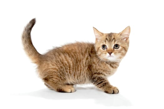 ginger purebred kitten sits on an isolated white background. High quality photo