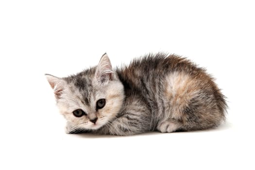 a small fluffy kitten on a white isolated background. High quality photo