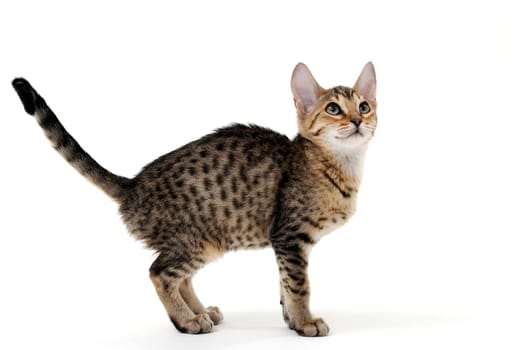 Purebred smooth-haired cat on a white isolated background. High quality photo