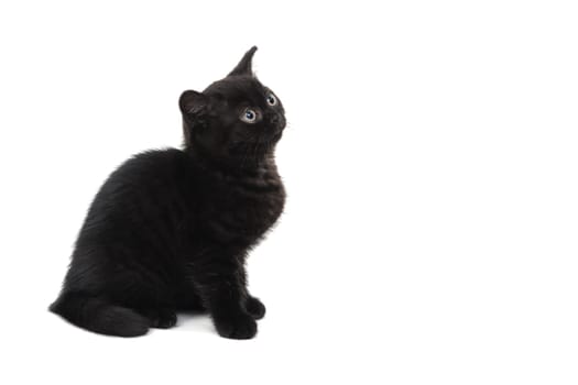 fluffy purebred black kitten sits sideways on an isolated background. High quality photo