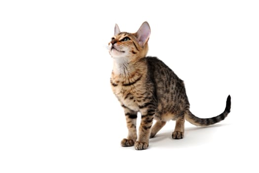 Purebred smooth-haired cat on a white isolated background. High quality photo