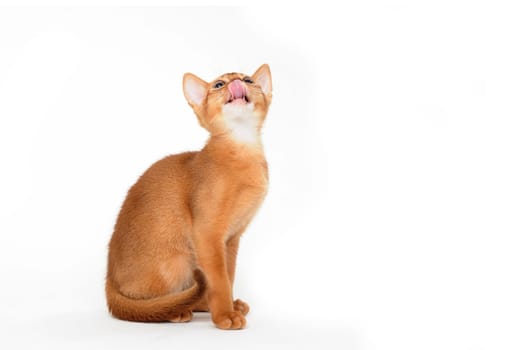 ginger purebred kitten sits on an isolated white background. High quality photo