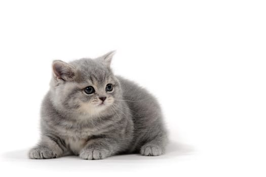 Purebred gray kitten on a white isolated background. High quality photo