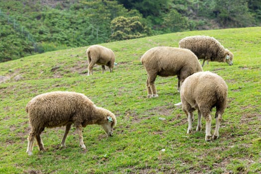 Sheeps grazing in Qingjing farm at Taichung of Nantou