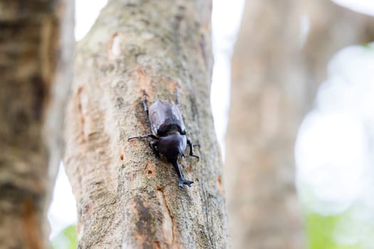 Japanese rhinoceros beetle on tree bark