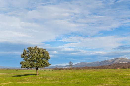 A lonely oak in the middle of the pasture in Extremadura. Spain