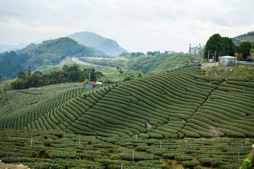 Green lush tea field in countryside