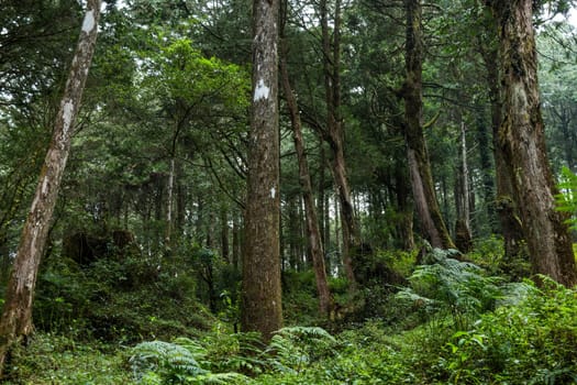 Sunlight flare over the greenery forest in Alishan national park at Taiwan