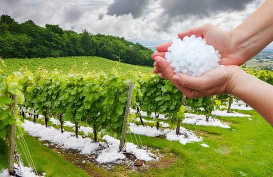 Ice balls in the vineyard after a heavy hailstorm, damaged young shoots and grape ovaries