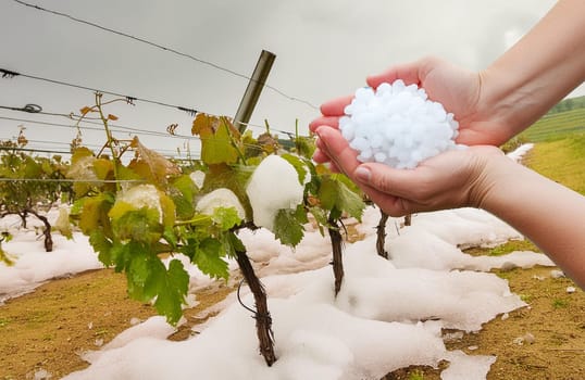 Ice balls in the vineyard after a heavy hailstorm, damaged young shoots and grape ovaries