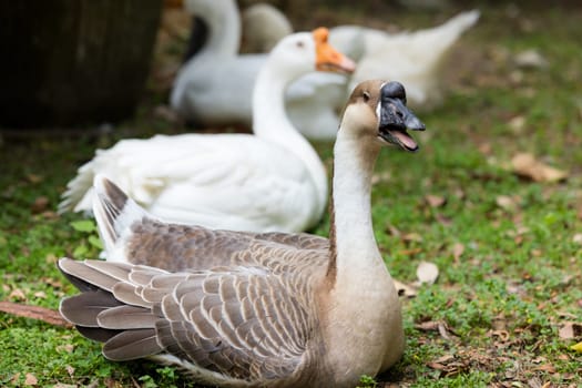 Gooses in the farm garden