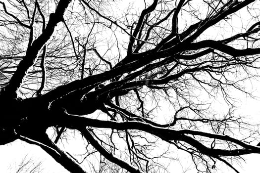 Black and White Trees Branches Covered in Snow