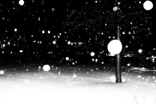Black and White Trees Covered in Snow