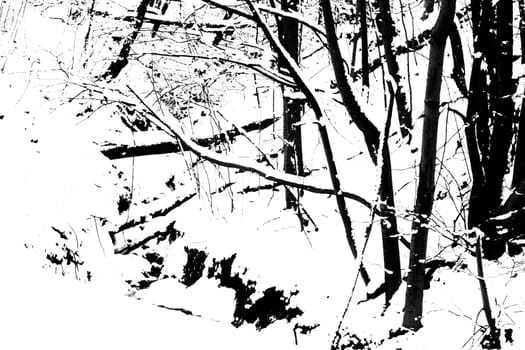 Trees Branches Covered in Snow Background