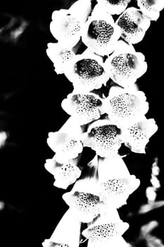 Black and White Digital Illustration Digitalis Purpurea