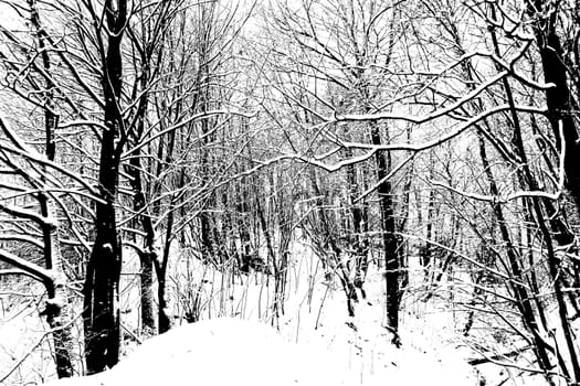 Trees Branches Covered in Snow Background