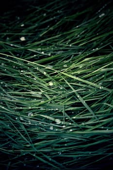 Detail of wild vegetation in nature, cold winter day