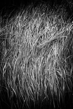 Detail of fresh grass wet by rain in nature