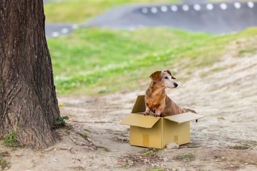 Abandon dog in the paper box