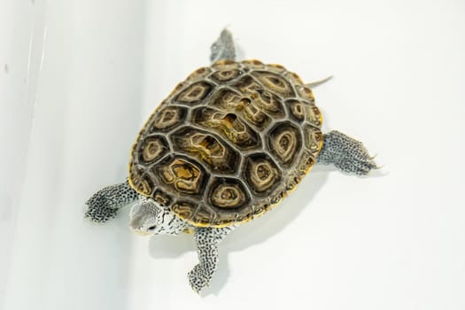 Turtles for raising awaiting sale. It's a popular pet in Thailand.
