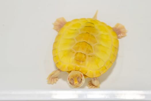 Turtles for raising awaiting sale. It's a popular pet in Thailand.