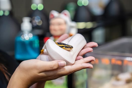 Ball python on woman's hand. It's a popular pet in Thailand.