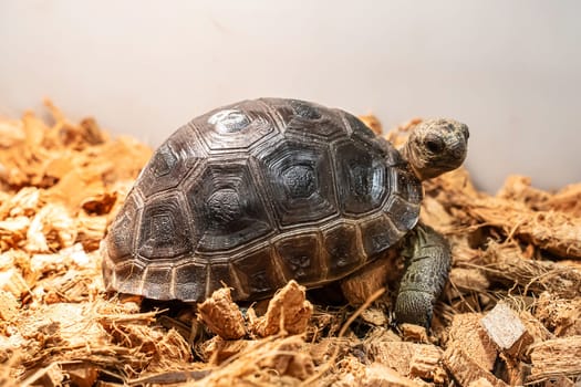 Turtles for raising awaiting sale. It's a popular pet in Thailand.
