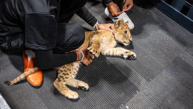 A lion cub was lying on the floor. Raised by humans.