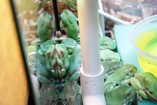 Many tree frogs are in a glass cabinet awaiting sale.