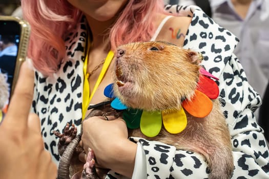 Bamboo rat is a rodent that lives underground or in tree holes. It has large front teeth.