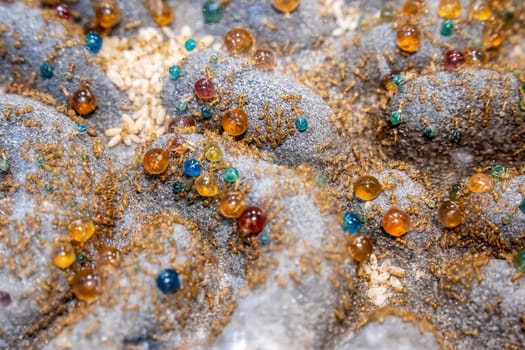 Ants for raising in equipment for study. It's popular pet.