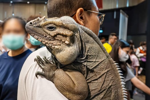 Rhinoceros iguana on man's shoulder. It's tame.