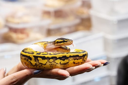 Ball python on woman's hand. It's a popular pet in Thailand.