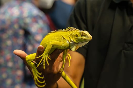 Yellow Albino Iguana on people's hand. It's a popular pet in Thailand.