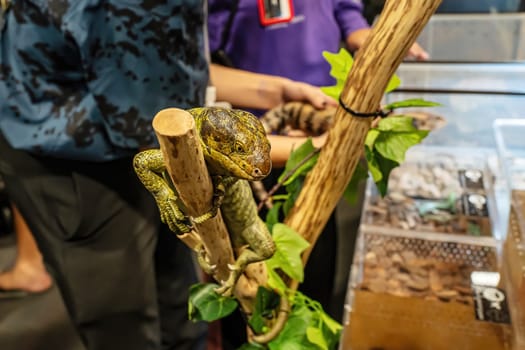 Prehensile-tailed skink perched on an artificial tree.