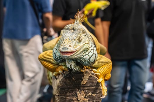 Iguana on a log. It's a popular pet in Thailand.