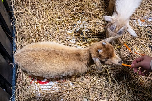 The goat were eating food in the stall.