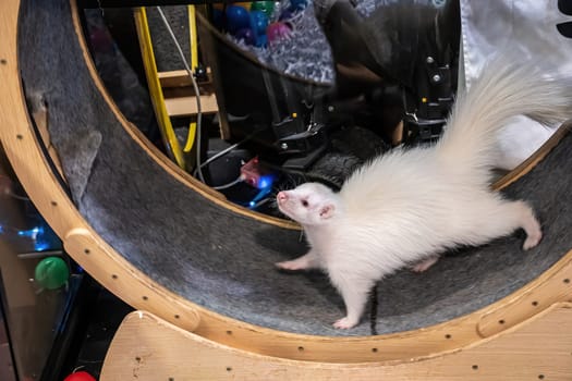 Albino Skunk playing in the wheel. It's cute and tame.