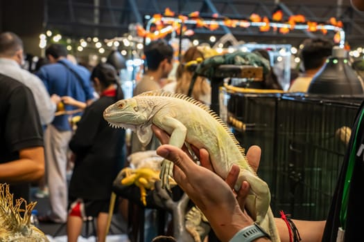 Yellow Albino Iguana on people's hand. It's a popular pet in Thailand.