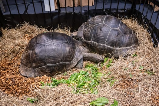 Turtles for raising awaiting sale. It's a popular pet in Thailand.