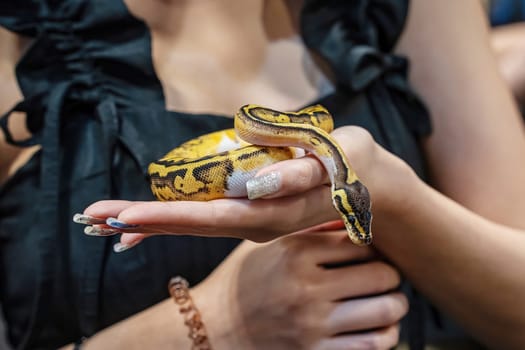 Ball python on woman's hand. It's a popular pet in Thailand.
