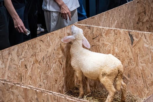 The sheep in the stall waiting for food.