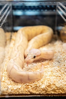 Ball python in the glass cabinet waiting to be sold. It's a popular pet in Thailand.