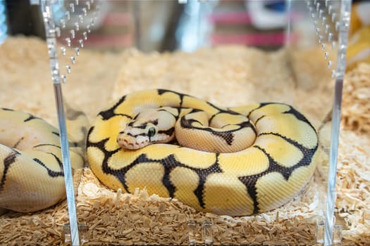 Ball python in the glass cabinet waiting to be sold. It's a popular pet in Thailand.