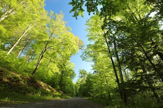 Trail through spring deciduous forest during sunrise, Poland