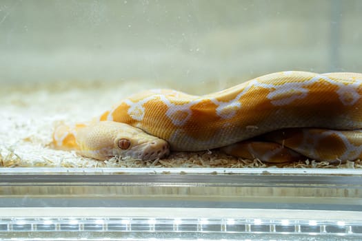 Ball python in the glass cabinet waiting to be sold. It's a popular pet in Thailand.