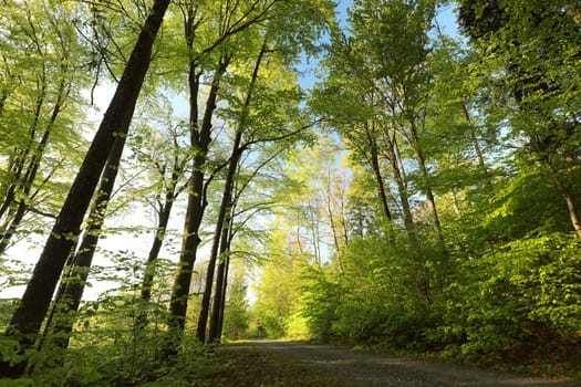 Trail through spring deciduous forest during sunrise, Poland